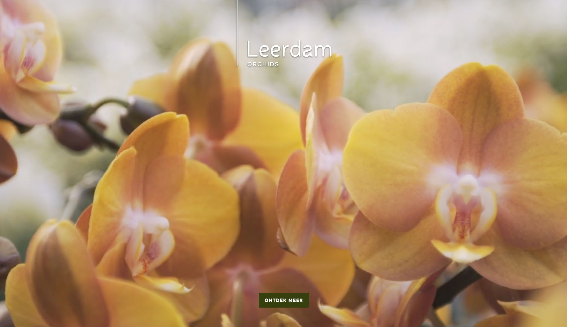 Website Leerdam Orchids Content Creatie