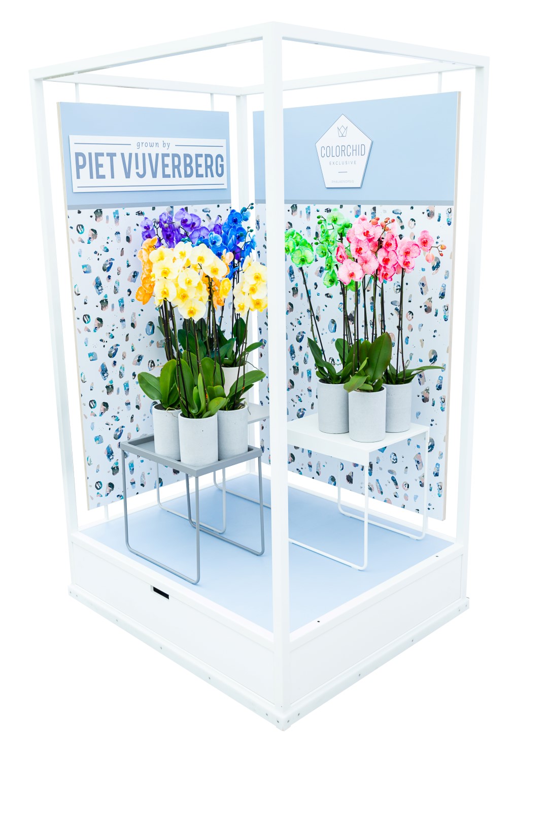Piet Vijverberg Colorchid Go&Show