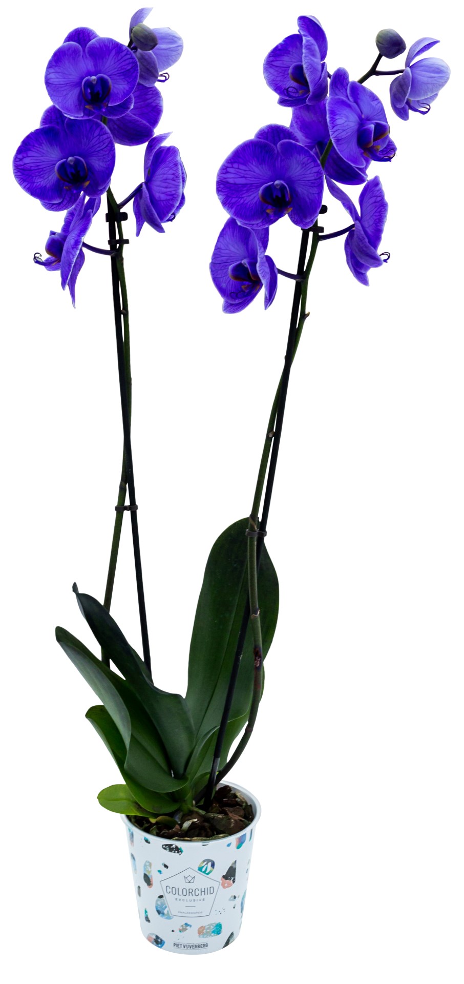 Piet Vijverberg Colorchid paars