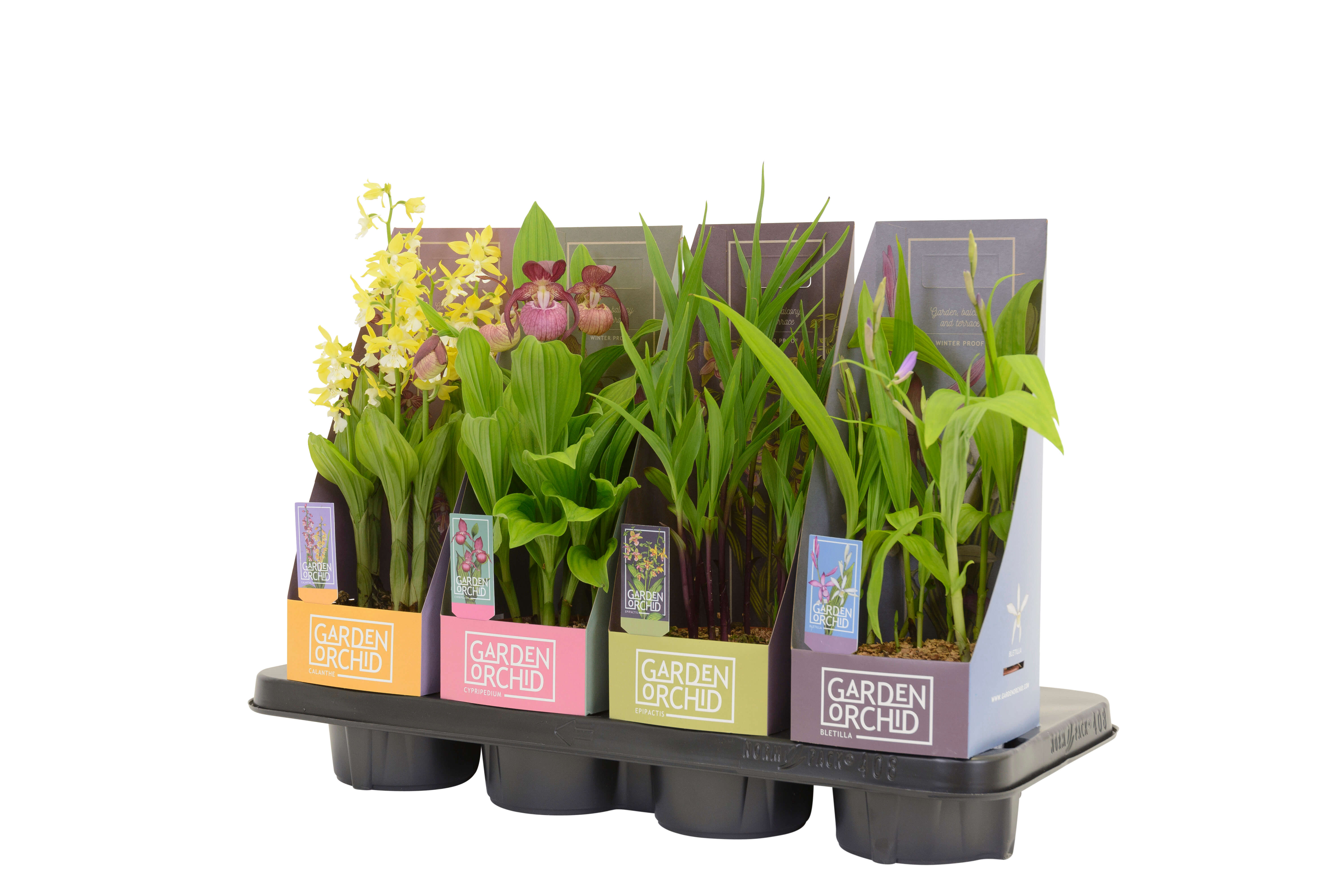 Garden Orchid Mix tray