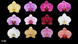 Kleuren VW Orchids