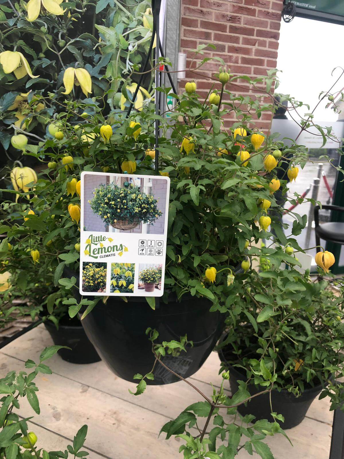 Little Lemons staat bij de Parel actie van De Grote Tuinverbouwing en Pull Position tijdens FlowerTrials 2019 op plaats nummer drie.
