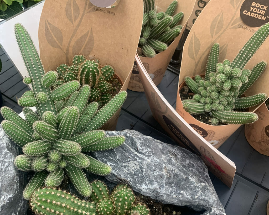 Rock Your Garden heeft winterharde cactussen in verschillende felle kleuren, gespot tijdens Plantarium 2019 door Pull Position. 
