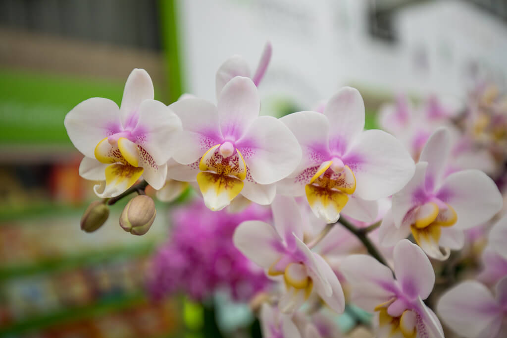 Sfeerimpressie Orchid Inspiration Days