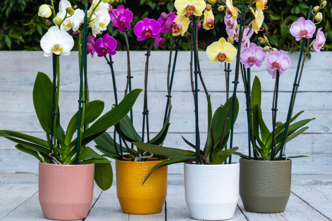Artisan verkoopt nu orchideeën in eigen webshop