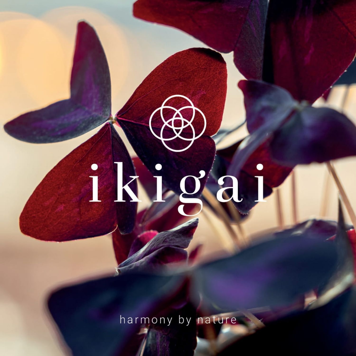 Conceptontwikkeling Ikigai