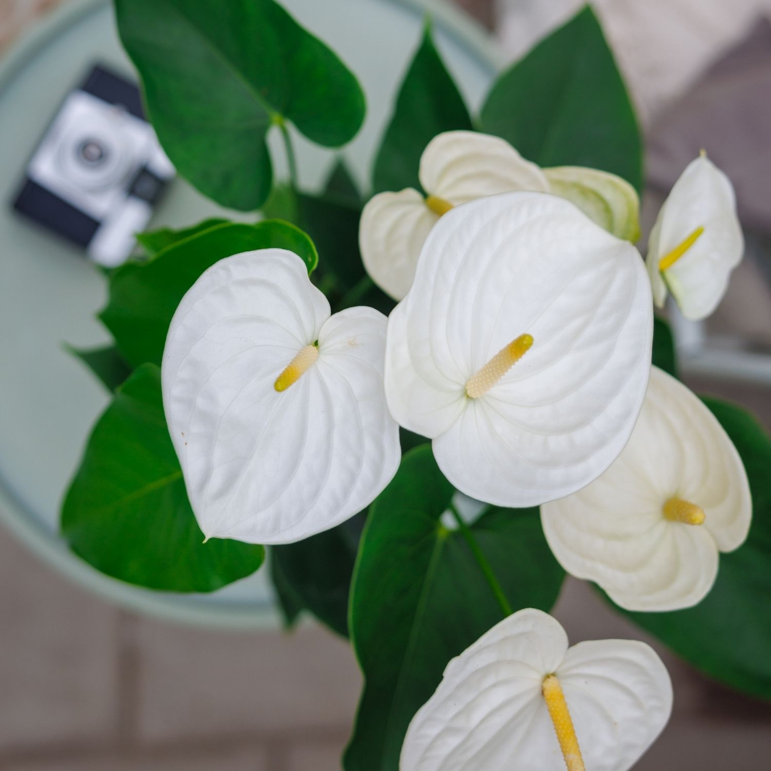Contentcreatie Amazone fotografie Plants