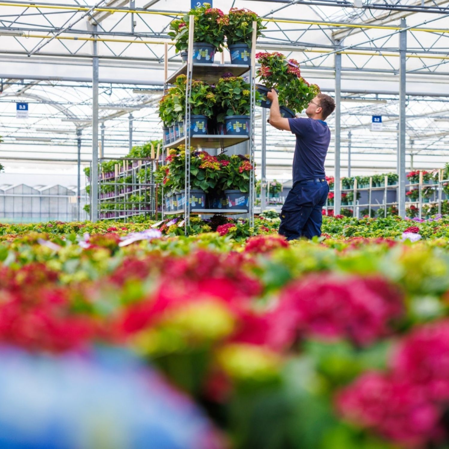 Contentcreatie video De Jong Plant