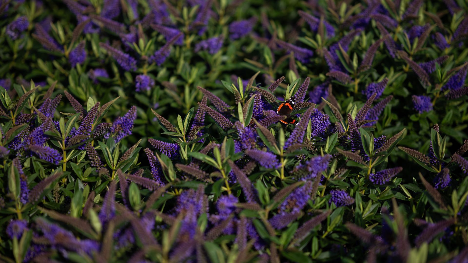 Hebe HD Plants 2