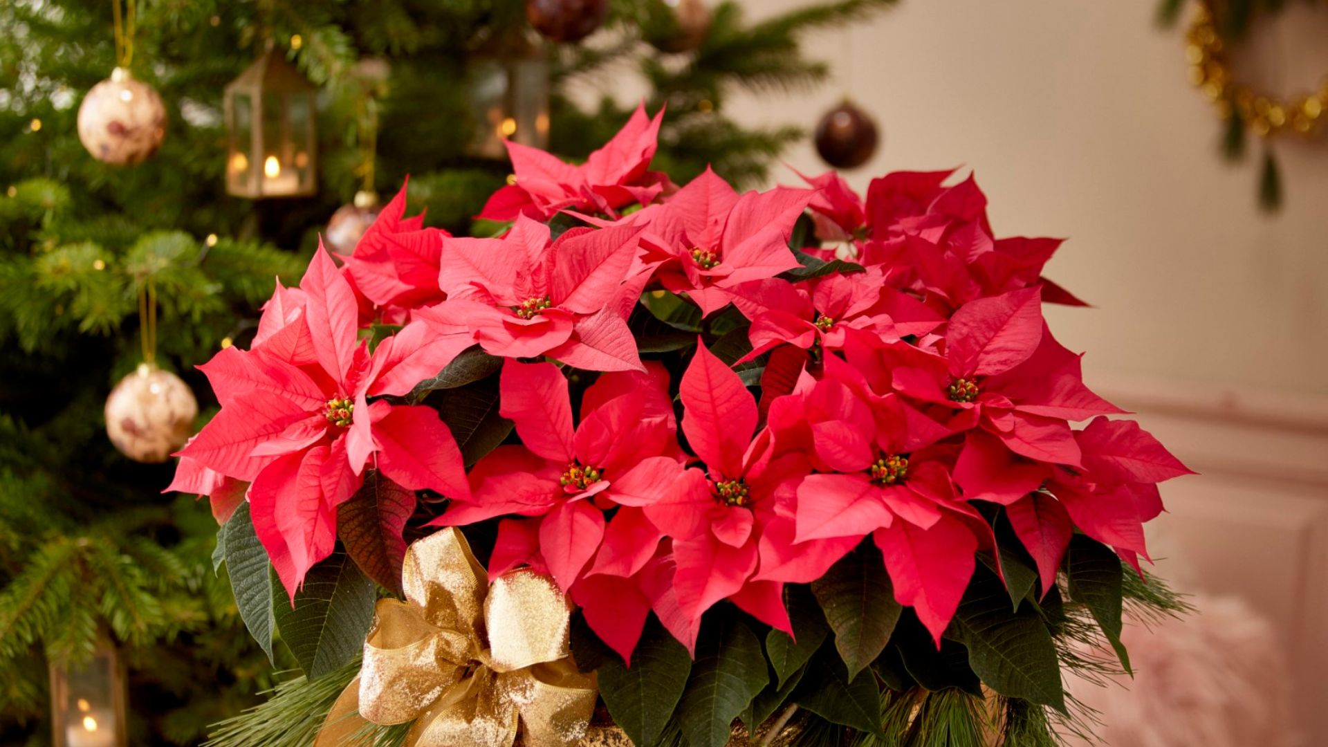 Kerststerren 1