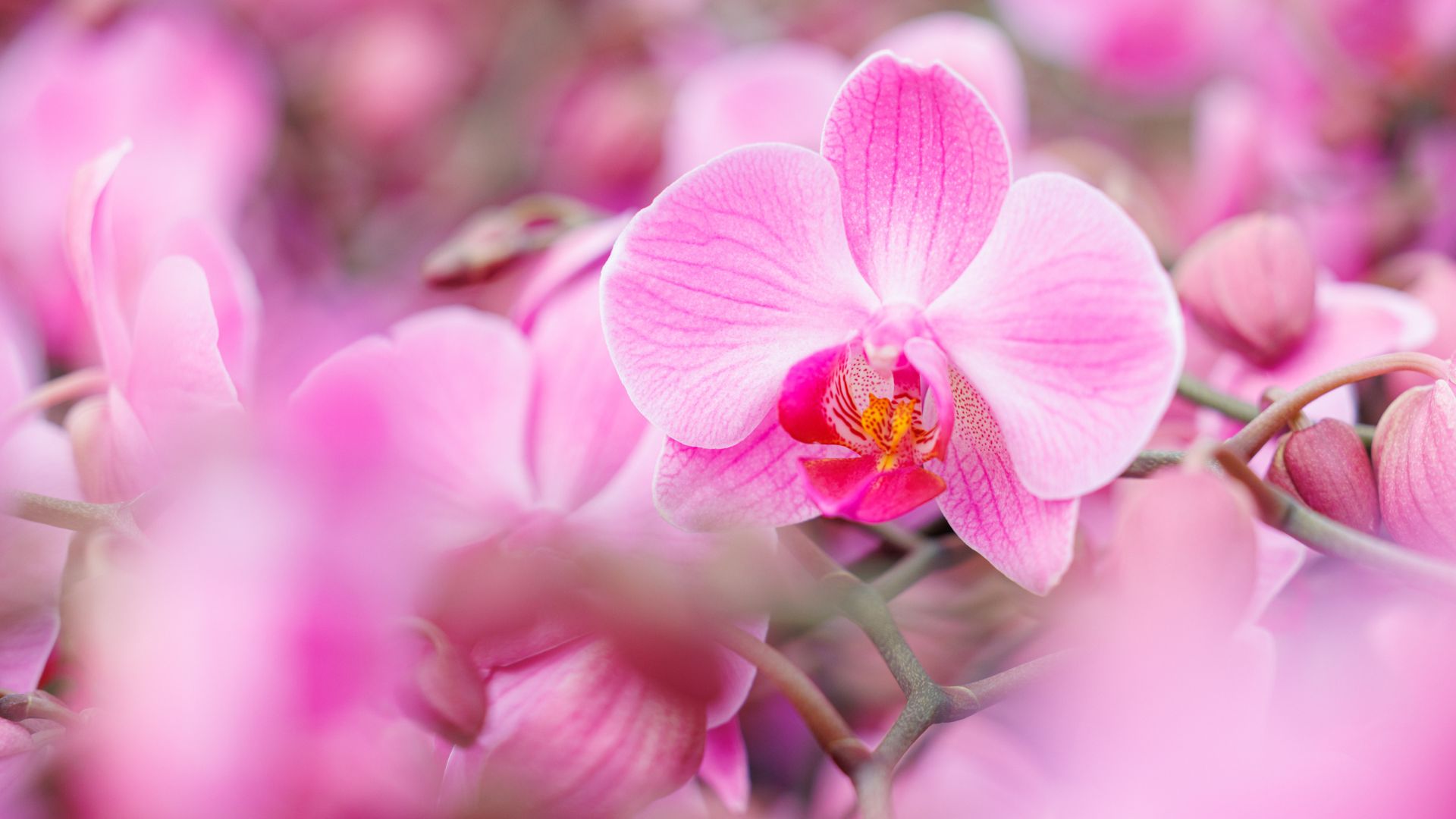 World of Orchids lancering 1