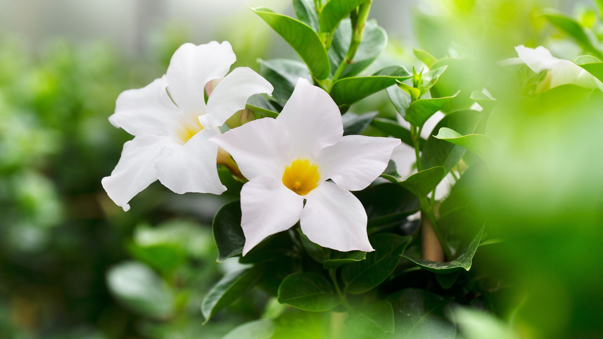 mandevilla altanova 1