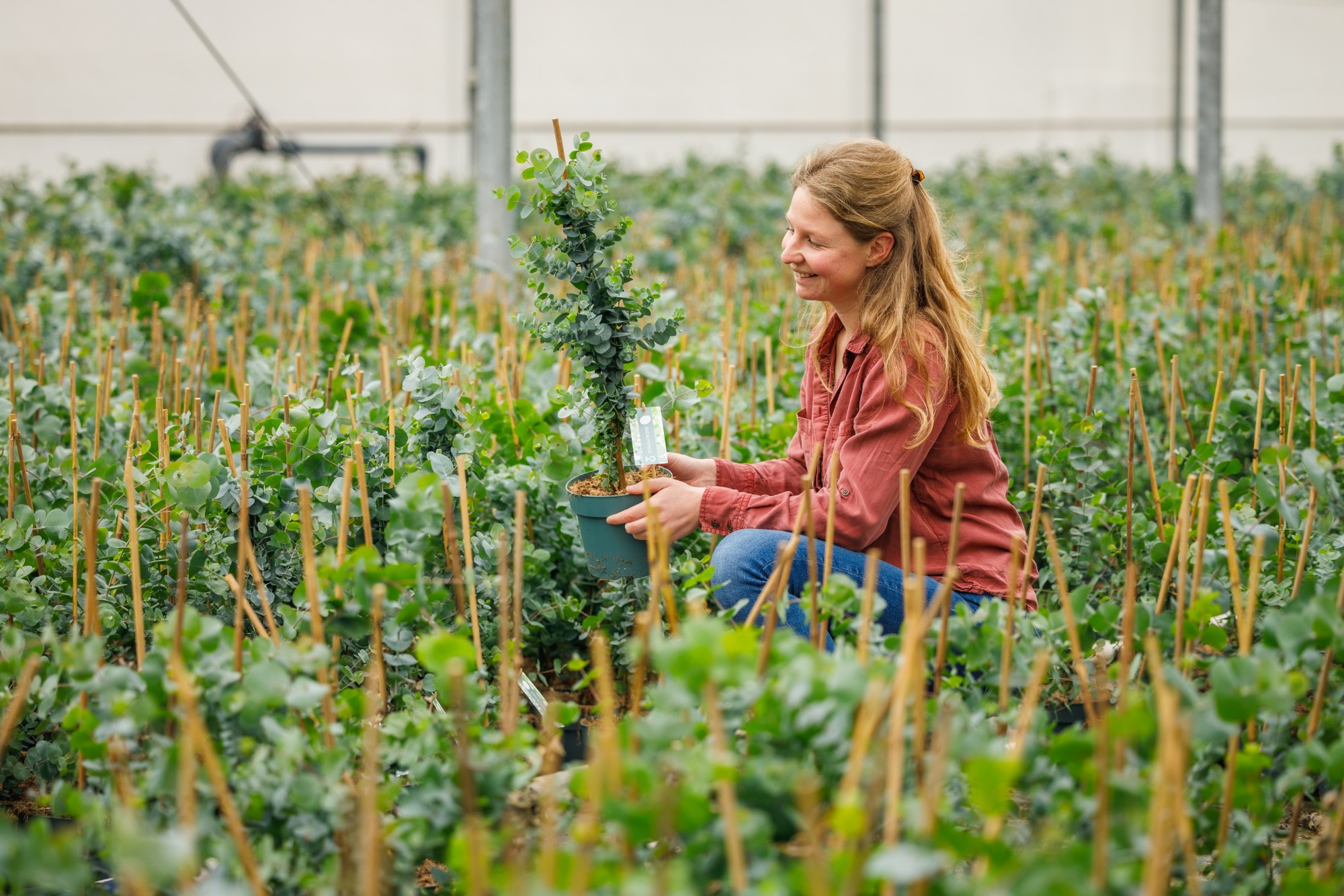 Linda tijdens bedrijfsfotografie bij HD Plants
