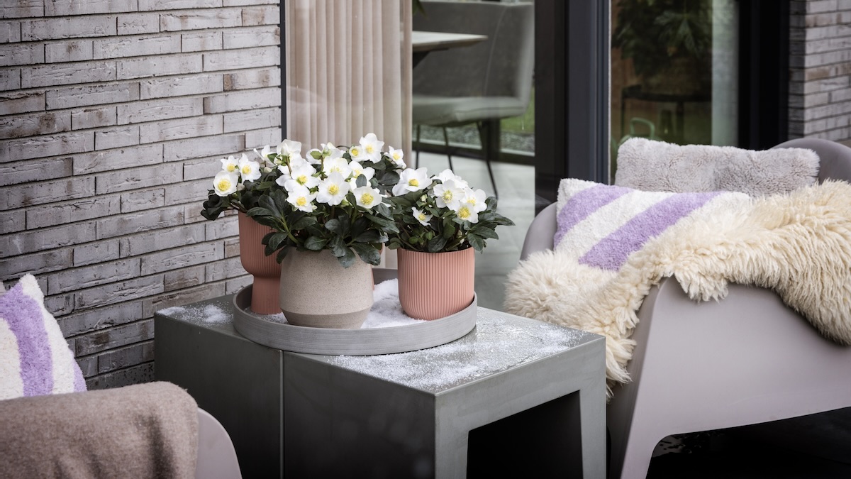 Helleborus Christmas Carol buiten op een tafel