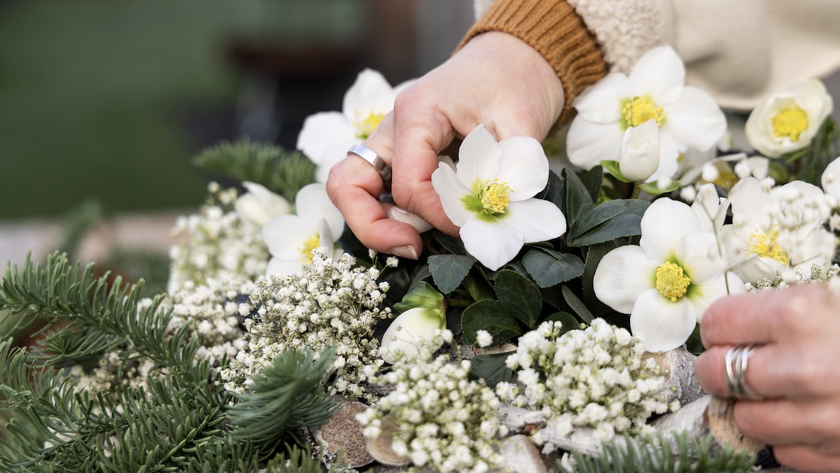 Helleborus Christmas Carol met handen in beeld