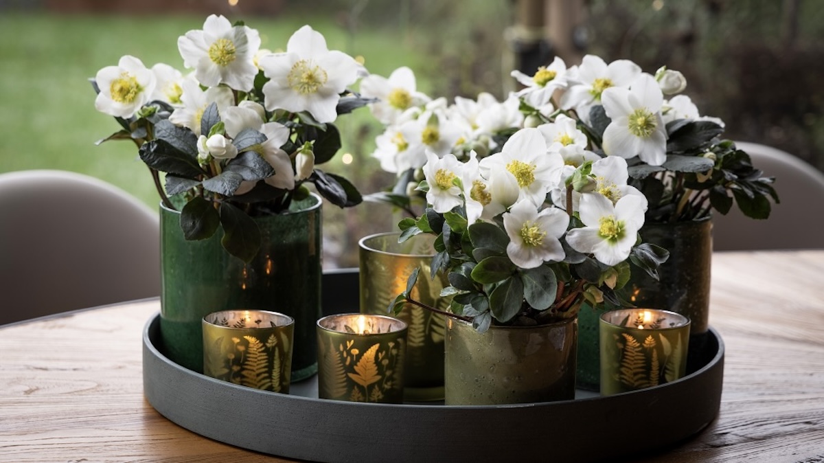 Winterbloeiende Helleborus Christmas Carol op tafel
