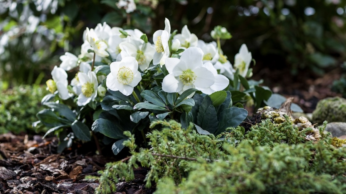 Winterbloeiende Helleborus Christmas Carol in de tuin