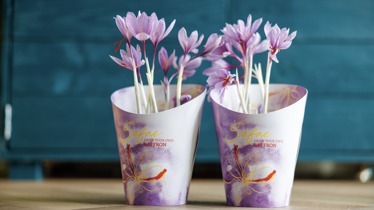 Product verpakking ontwikkeld door Pull Position