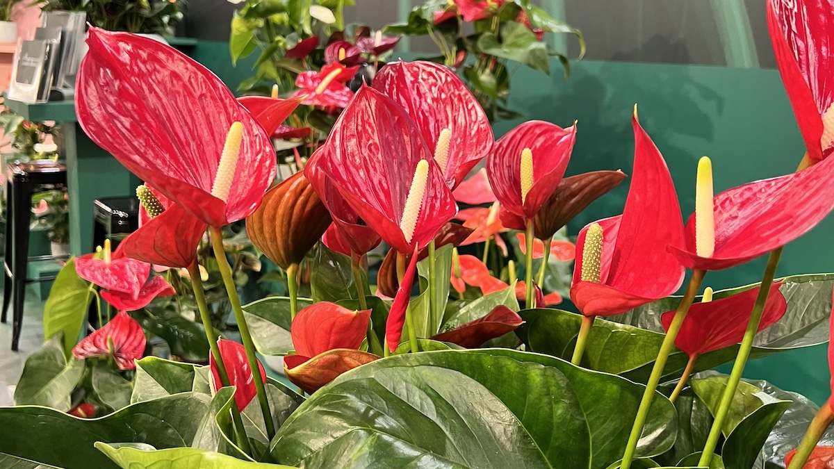 Close-up van rode anthuriums in beursstand