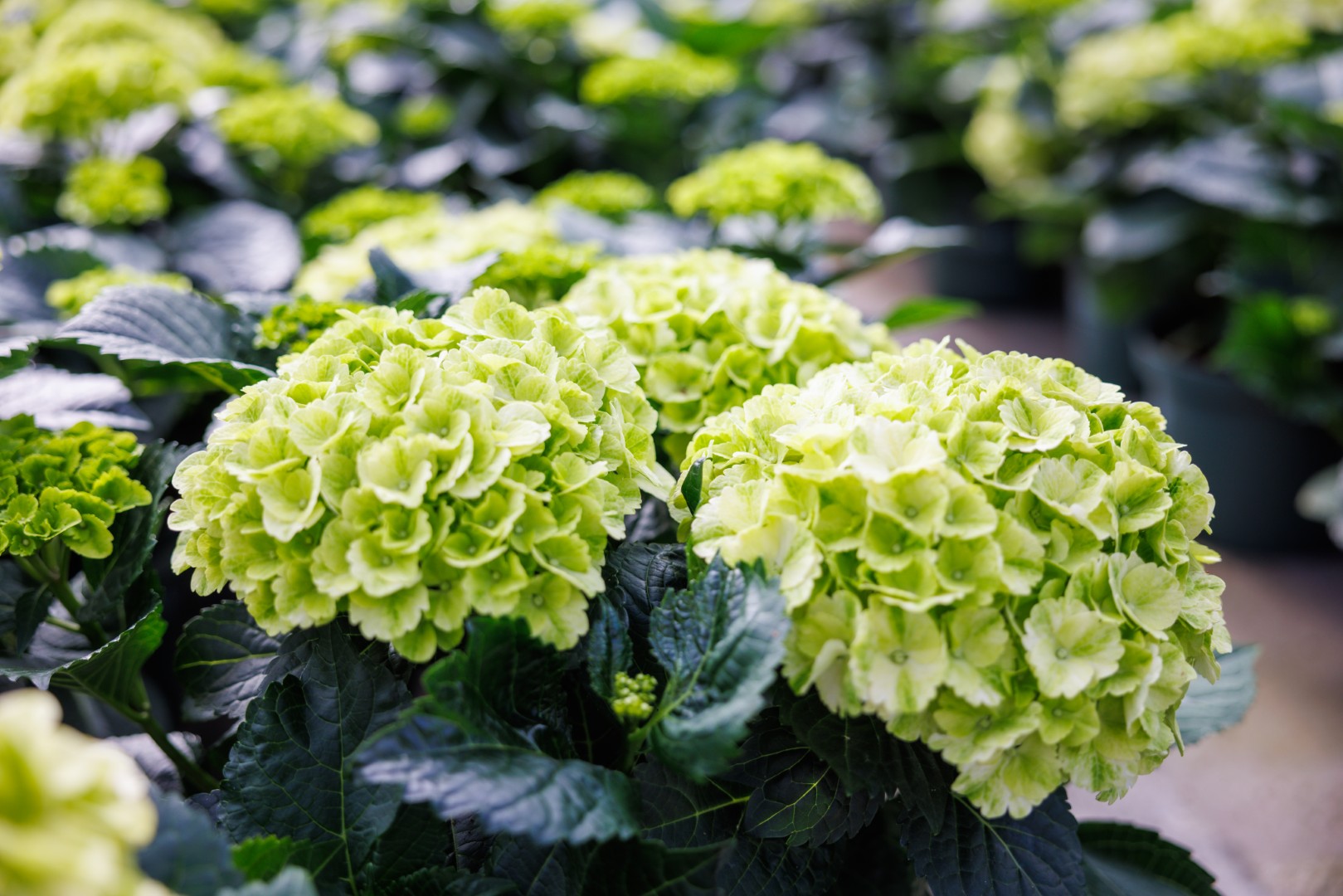 De Jong Plant marketing 2